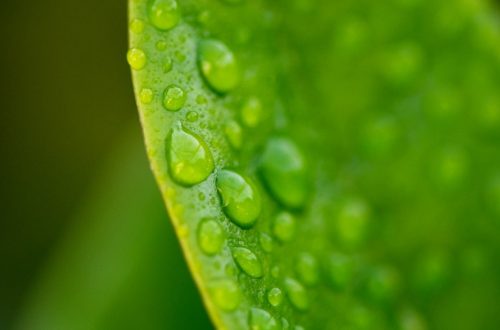 water droplets on green leaf
