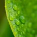 water droplets on green leaf